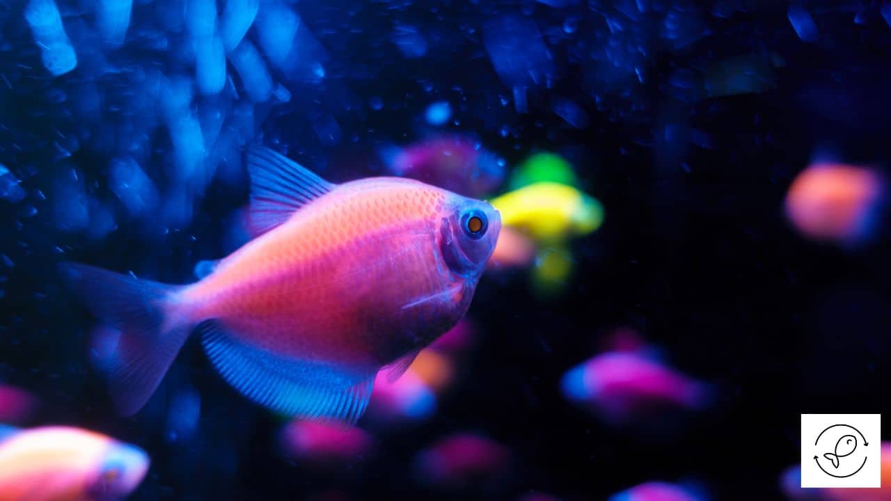 4 Aquarium Fish That Can Light Up (With Images)