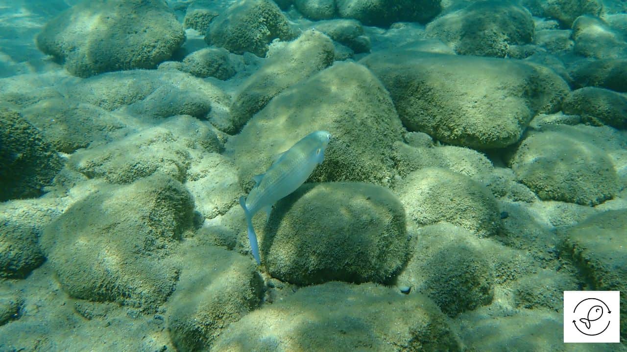 12 Fish That Can Jump Out Of Water (With Photos)