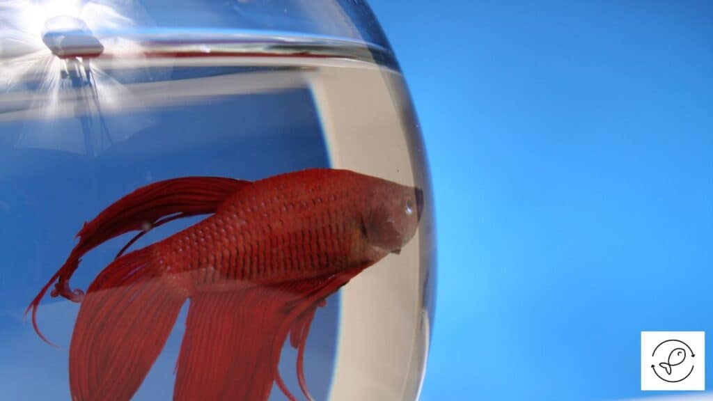 Fish That Are Red (An Amazing Collection Of Unique Fish Species)