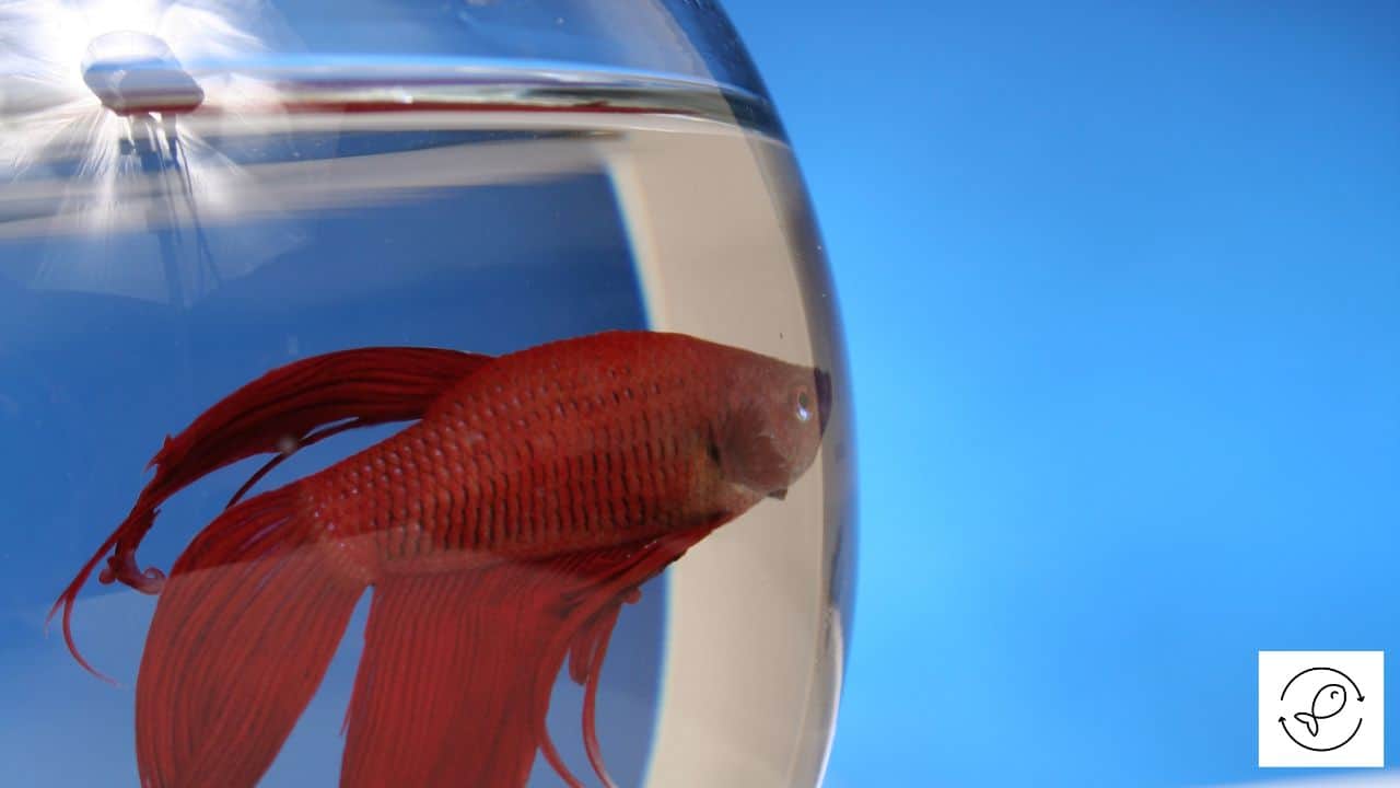 Fish That Are Red (An Amazing Collection Of Unique Fish Species)