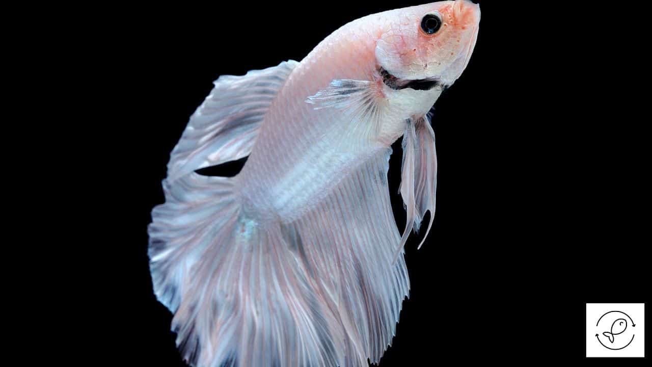 White Opal Betta