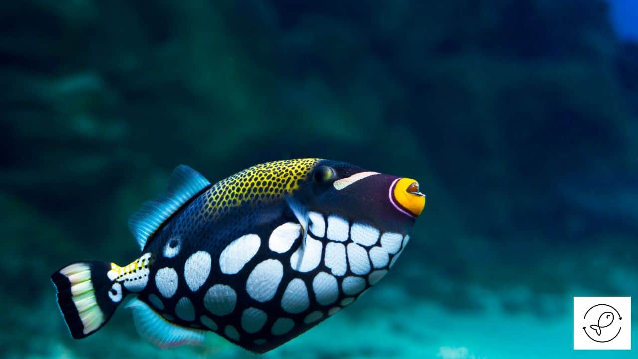 Main Reasons Why Saltwater Fish Are More Colorful JalJeev