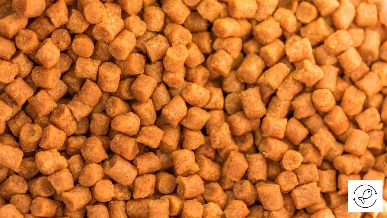 Foods Six Line Wrasses Eat in The Wild and Aquariums