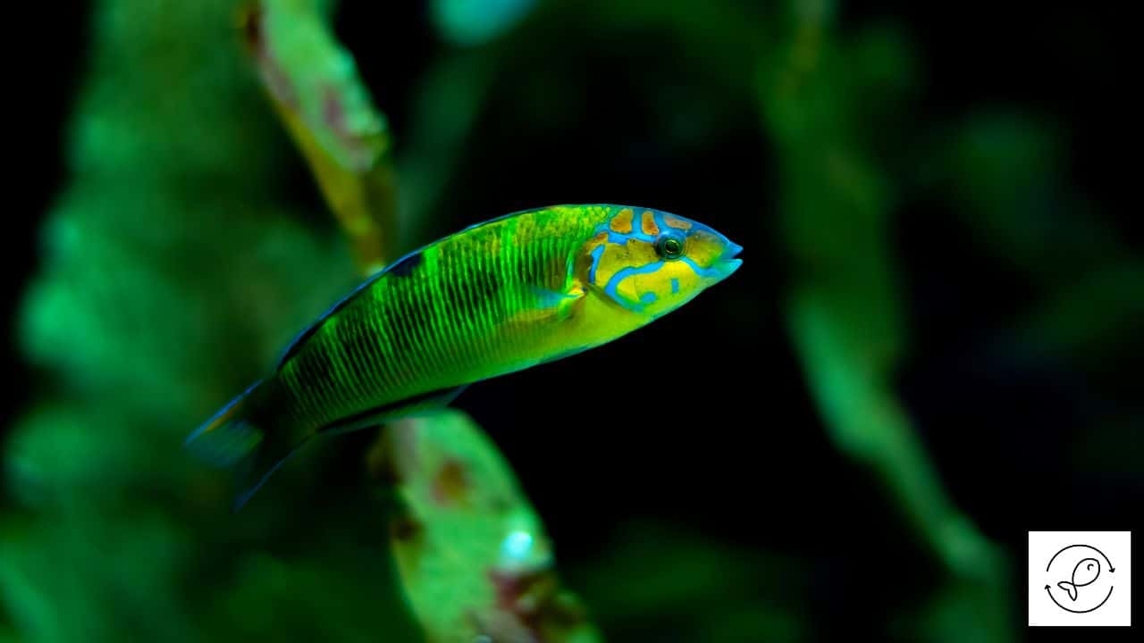 13 WellKnown Saltwater Fish that Eat Bristle Worms