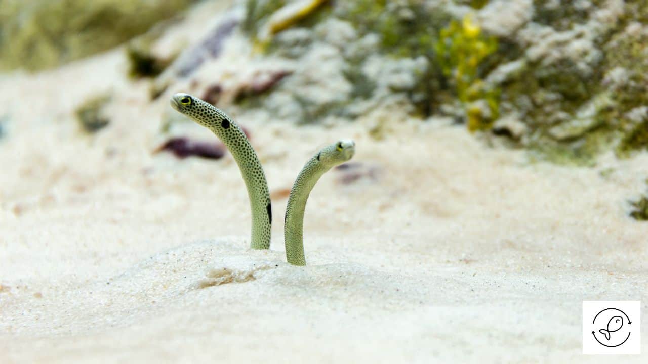Unique Saltwater Fish Species that Burrow in Sand (With Images)