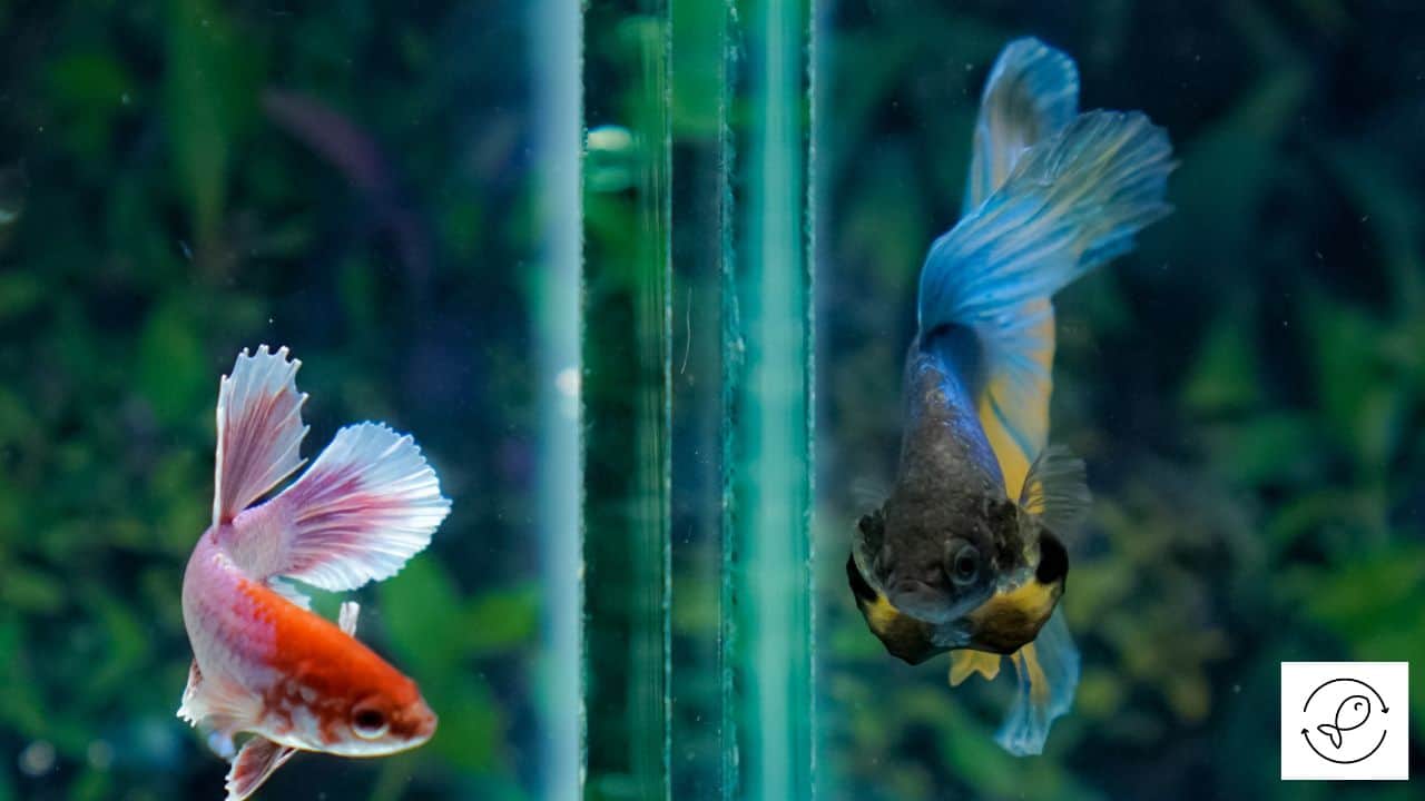 14 Ideal Betta Tank Mates + 3 Fish To Avoid
