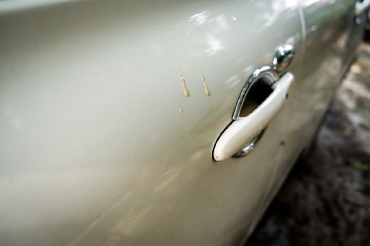 Does Tree Sap Damage Car Paint? Jalopy Talk