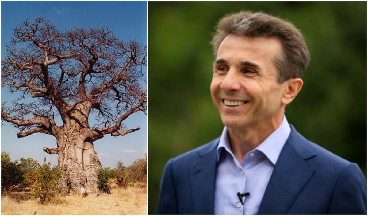 Export of baobobs to JAMNews