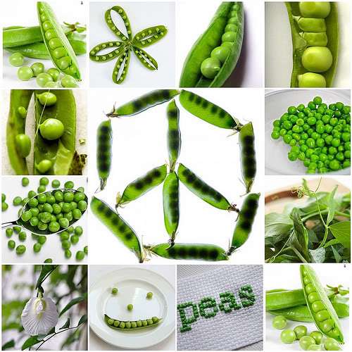 friday feast two poetic peas in a pod Jama's Alphabet Soup