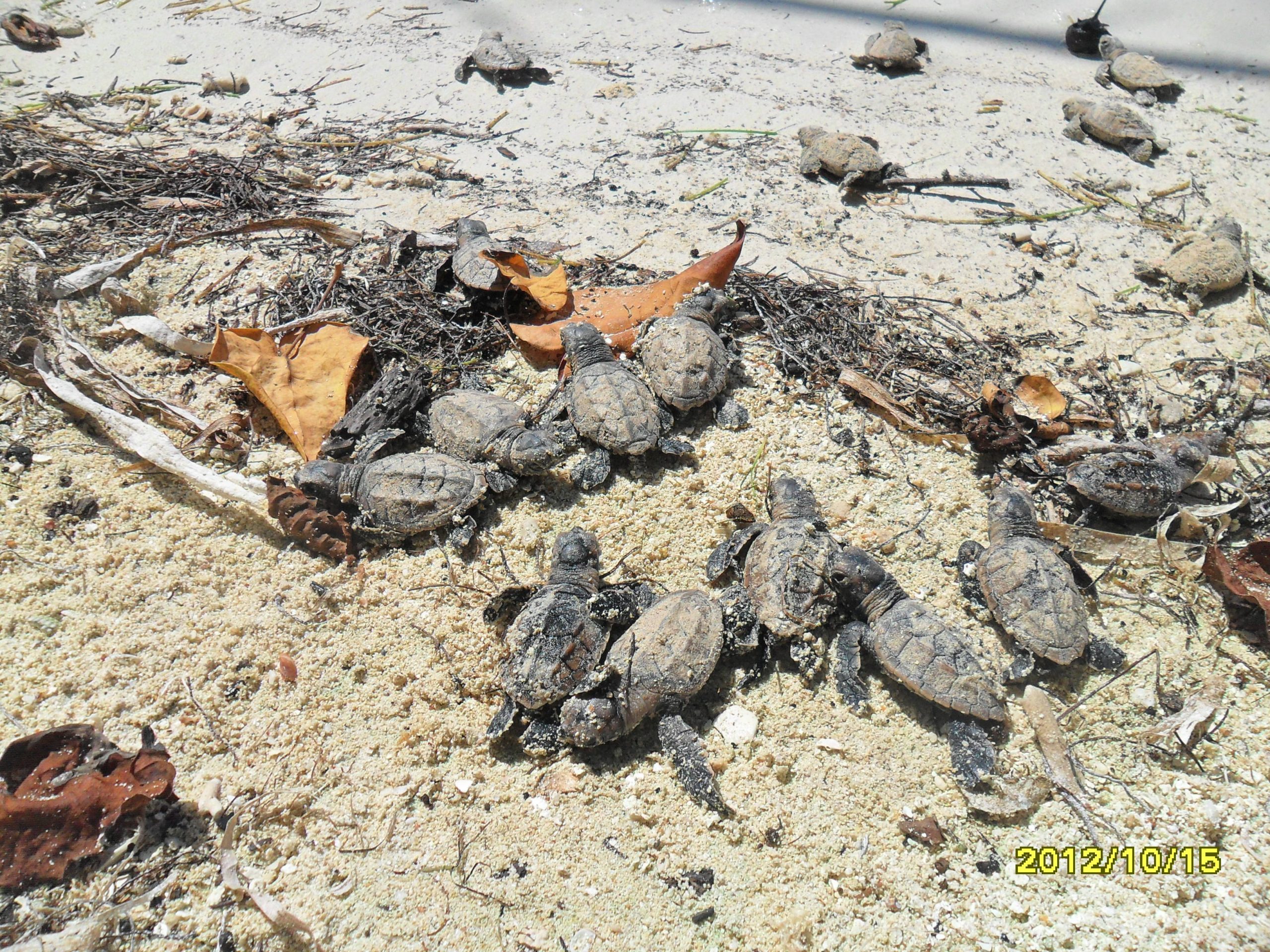 Save Jamaica’s Sea Turtles Jamaica Environment Trust