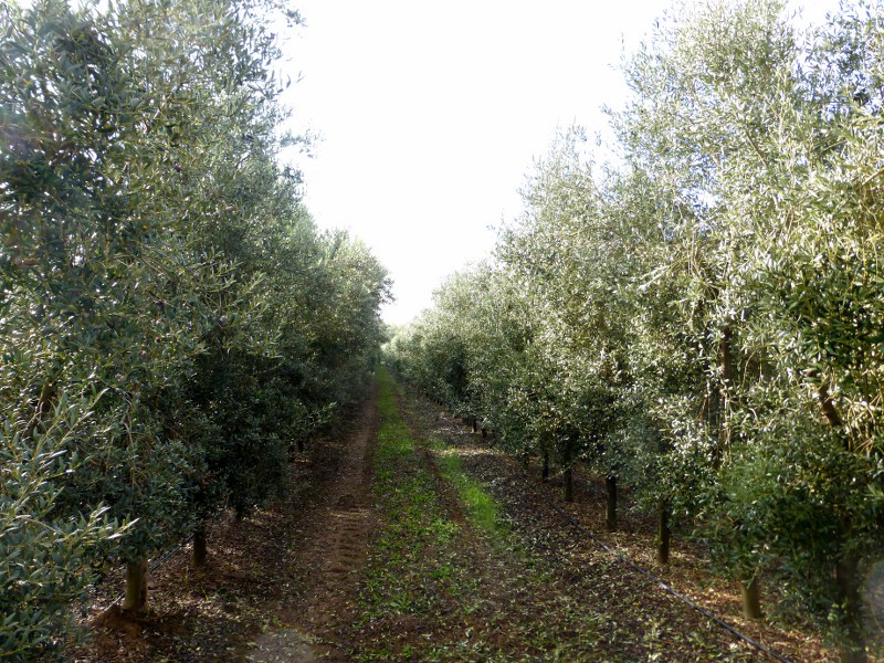 Olive Grove of 70 000 Trees. Portugal, Vila Real. JPP Real Estate