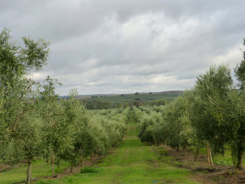 Olive Grove of 70 000 Trees. Portugal, Vila Real. JPP Real Estate