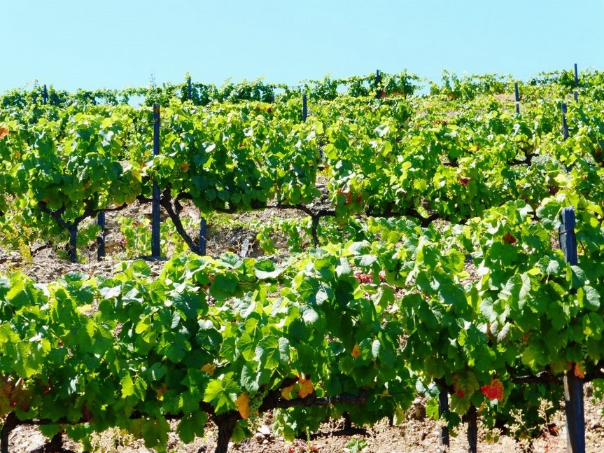 Wine property in Pinhão, Douro, Portugal JPP Real Estate