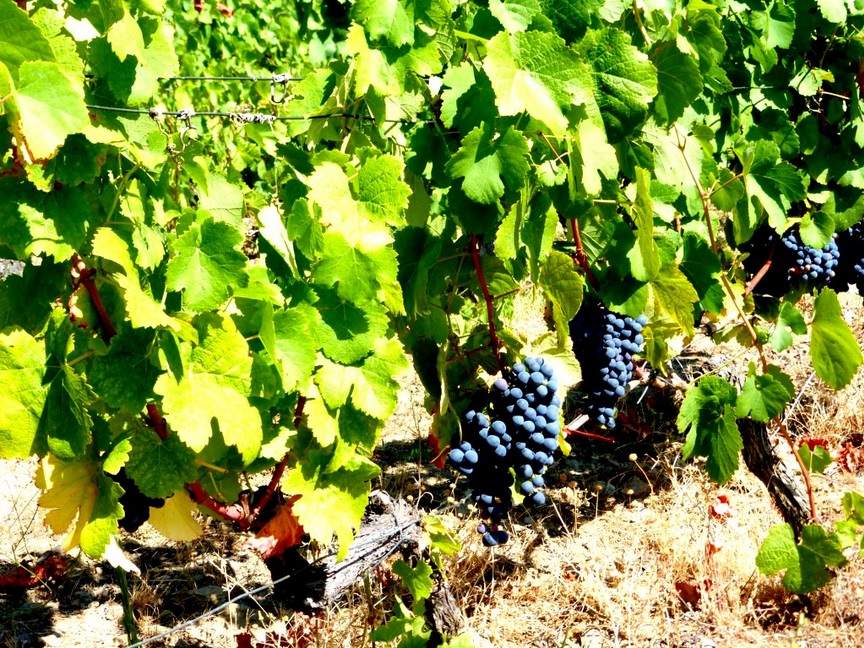 Wine property in Pinhão, Douro, Portugal JPP Real Estate