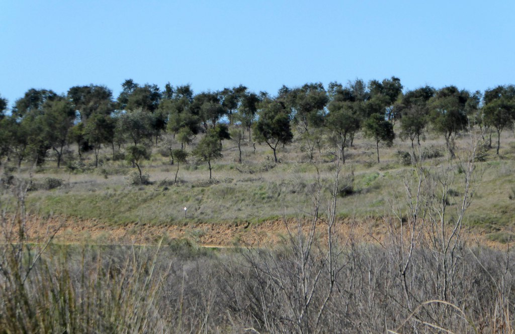 Farm contiguous to the Guadiana river in Portugal, Alentejo, Baleizão JPP Real Estate