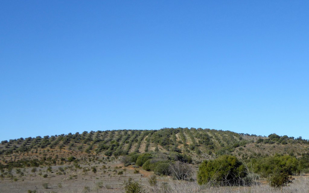 176 ha near the Guadiana River, Portugal, Beja JPP Real Estate