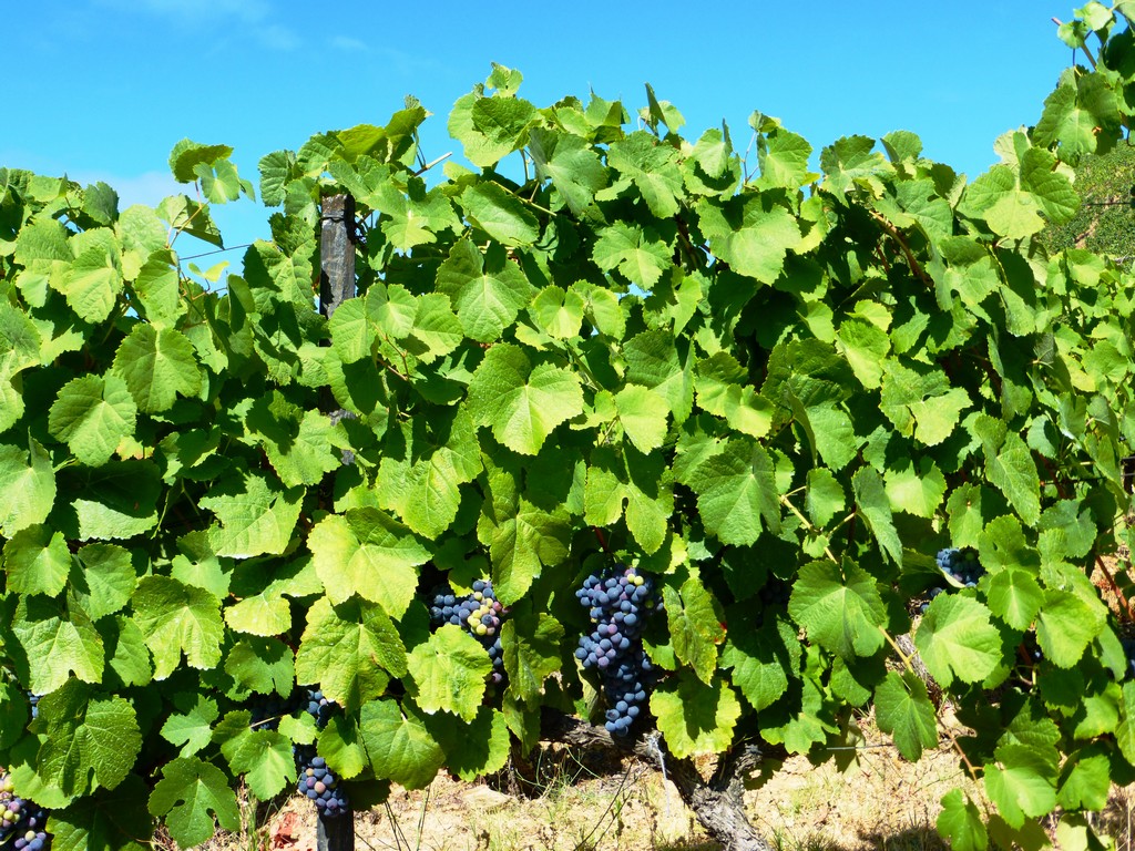 Farm 40 ha, Vineyard 30 ha, view of the Douro river. Portugal, Douro