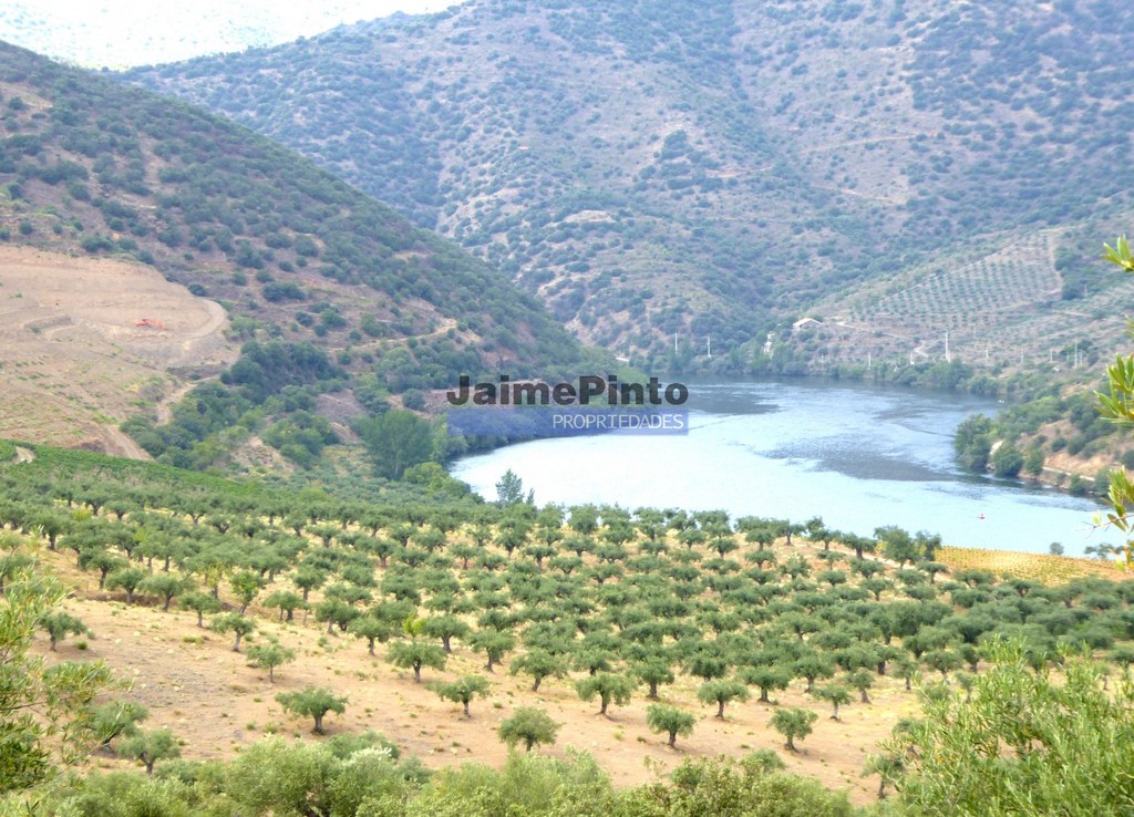 260 HA Vineyard and Olive Grove along the Douro River. Portugal, Foz