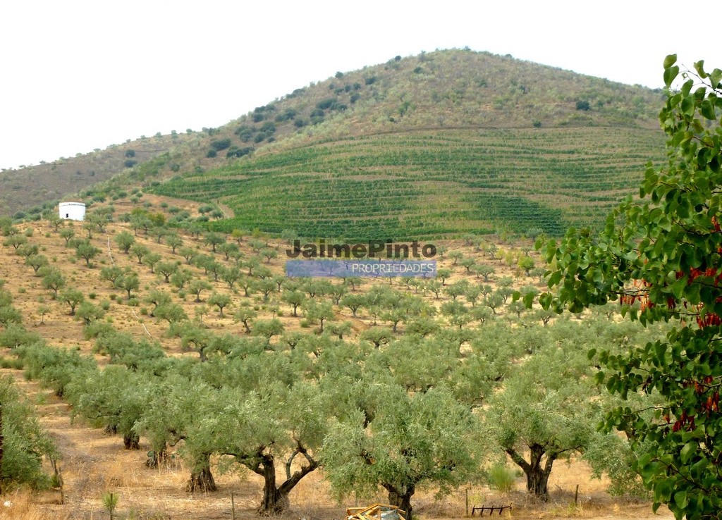 260 HA Vineyard and Olive Grove along the Douro River. Portugal, Foz