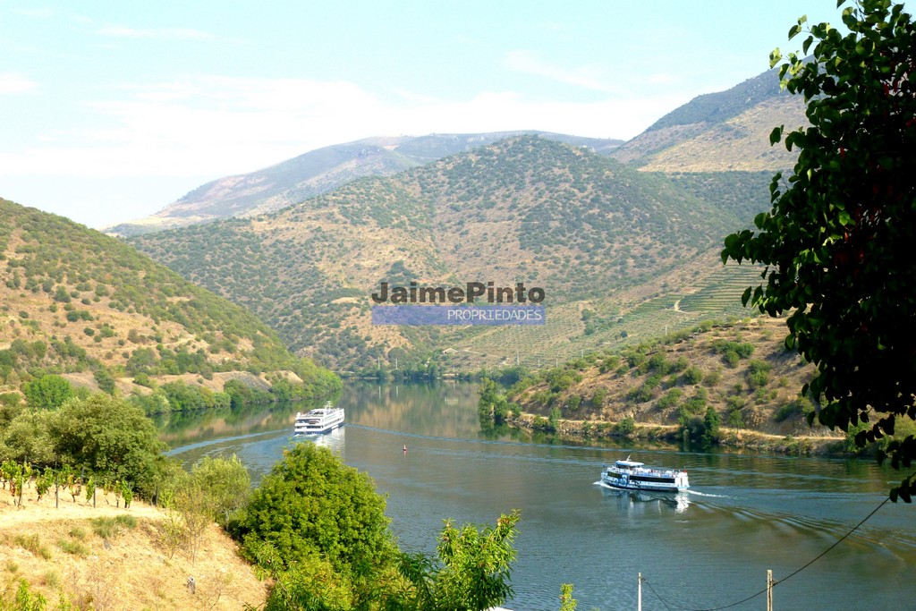 260 HA Vineyard and Olive Grove along the Douro River. Portugal, Foz