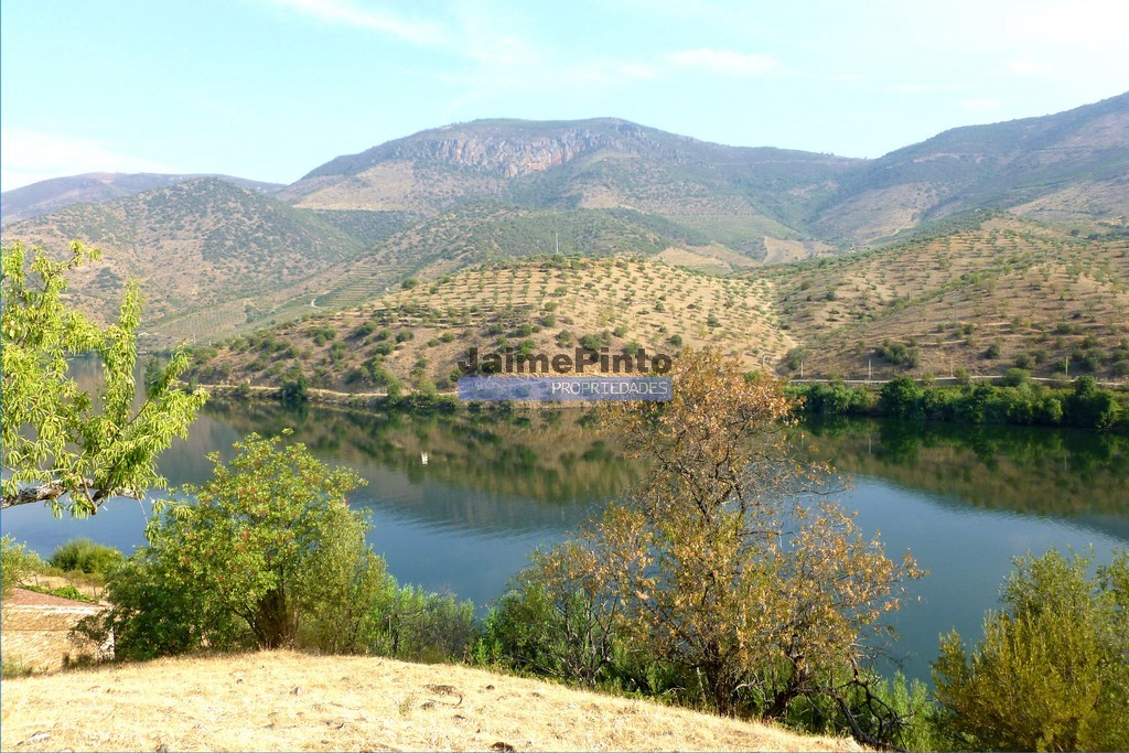 260 HA Vineyard and Olive Grove along the Douro River. Portugal, Foz