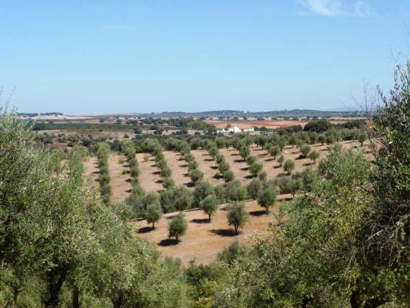 For sale a farm with 17 hectares of olive grove in Avis, Portalegre