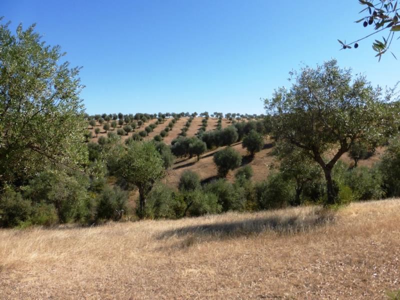 For sale a farm with 17 hectares of olive grove in Avis, Portalegre