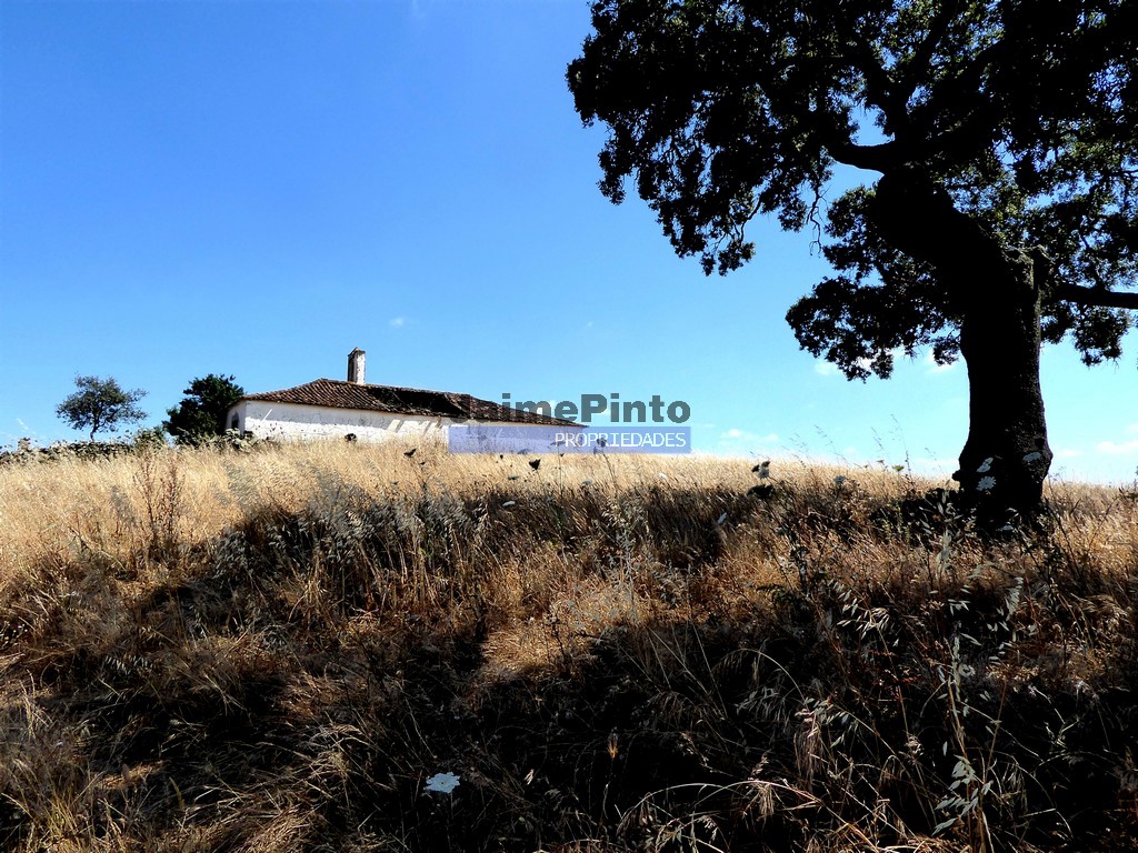 103 0000 sq. m. of land for cattle and cereals. Portugal, Castro Verde