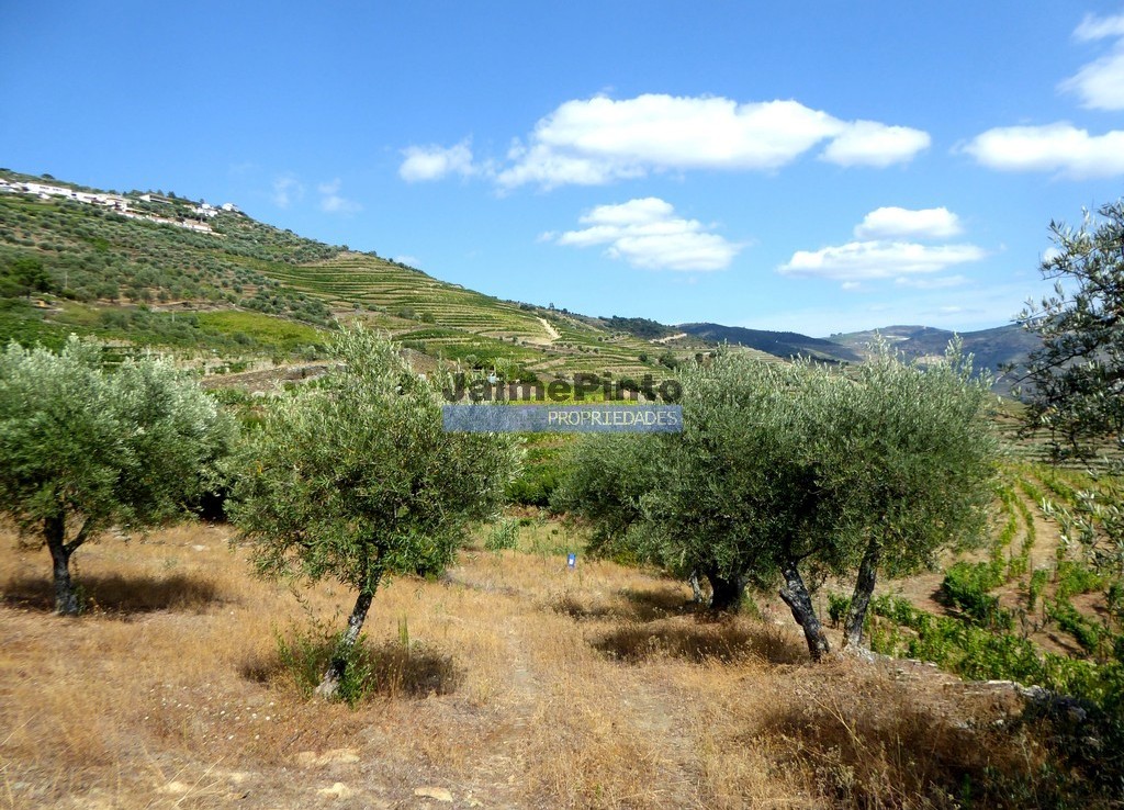 Plot of land with river Douro view for construction of villa. Portugal