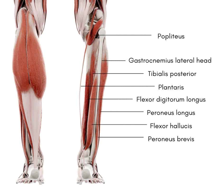 Popliteus Muscle Anatomy and Function