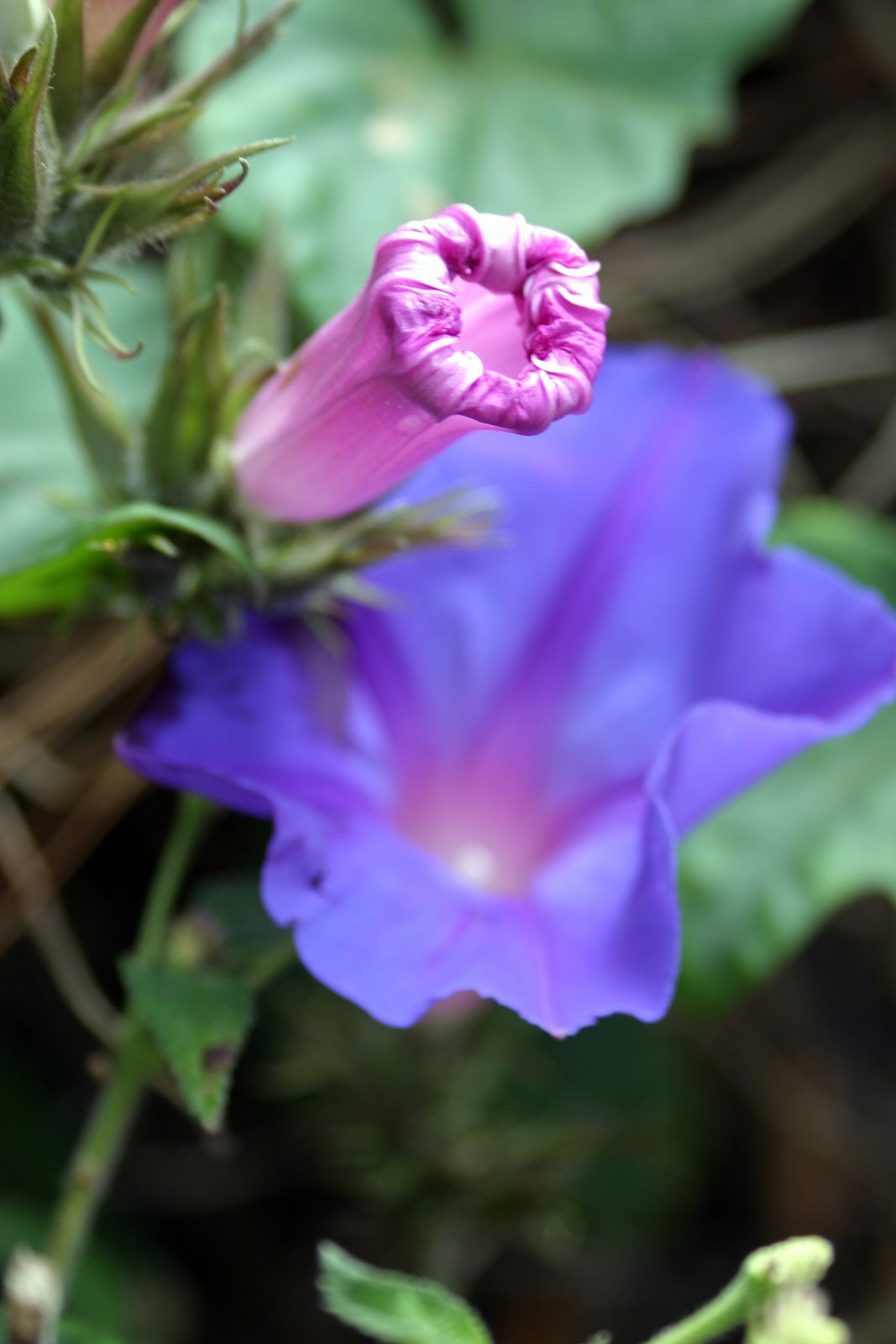 Hollywood Lemon Grove Farmers Market is Open Year Round! James 90210