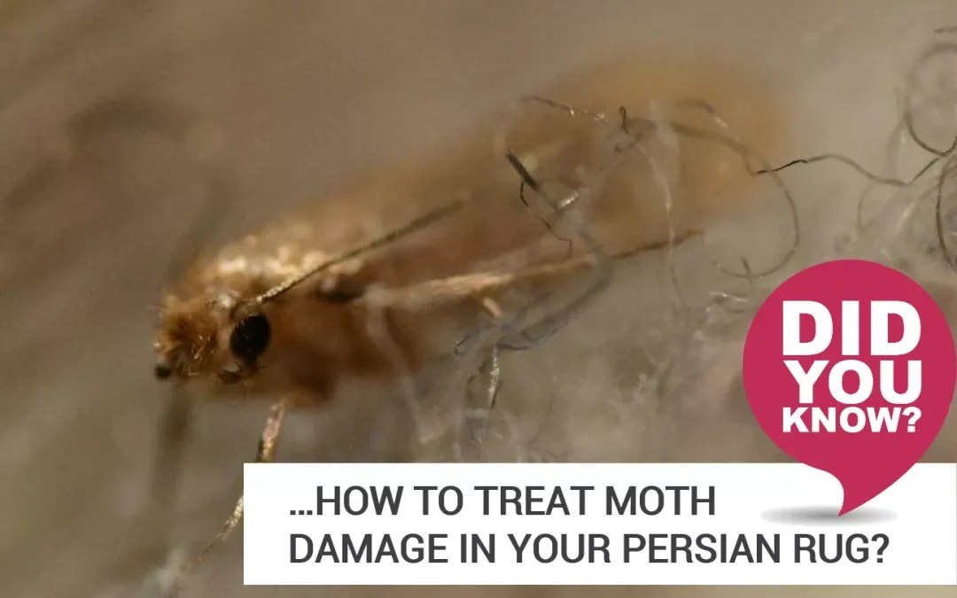 How to treat moth damage in Persian & Oriental Rugs