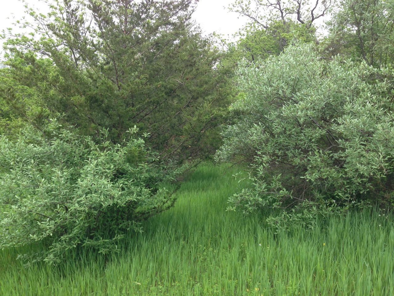 New Jersey Invasive Plants Gallery of Photos