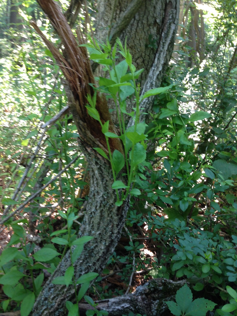 New Jersey Invasive Plants Gallery of Photos
