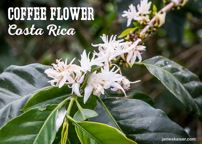 Costa Rican Coffee History, Best Beans, Top Tours • James Kaiser