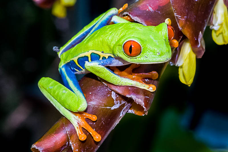 Poisonous Red Eyed Tree Frogs jhayrshow