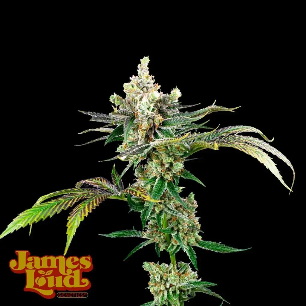 Ganja Cowboy Feminized Seeds James Loud