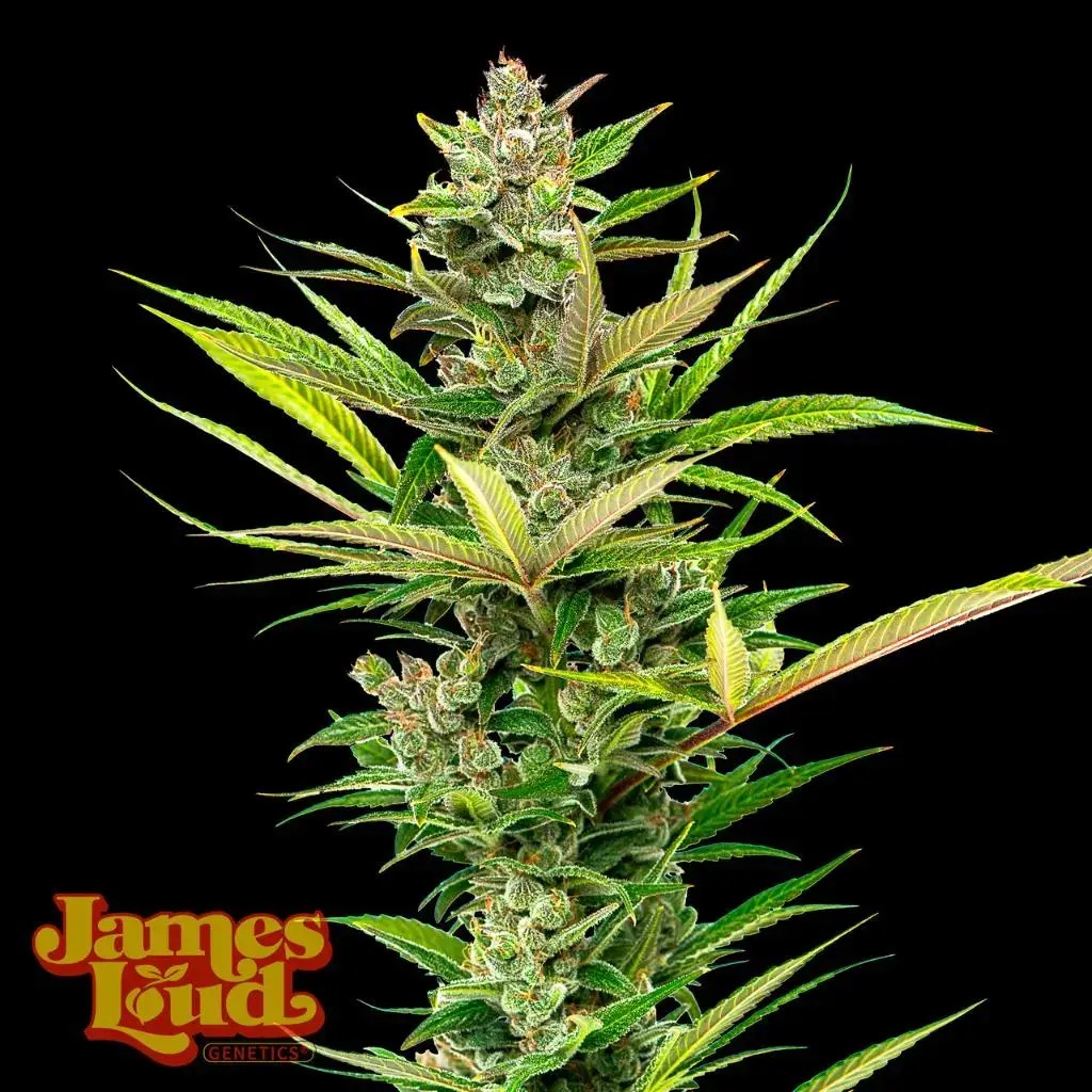 Jah Fada Feminized Seeds James Loud