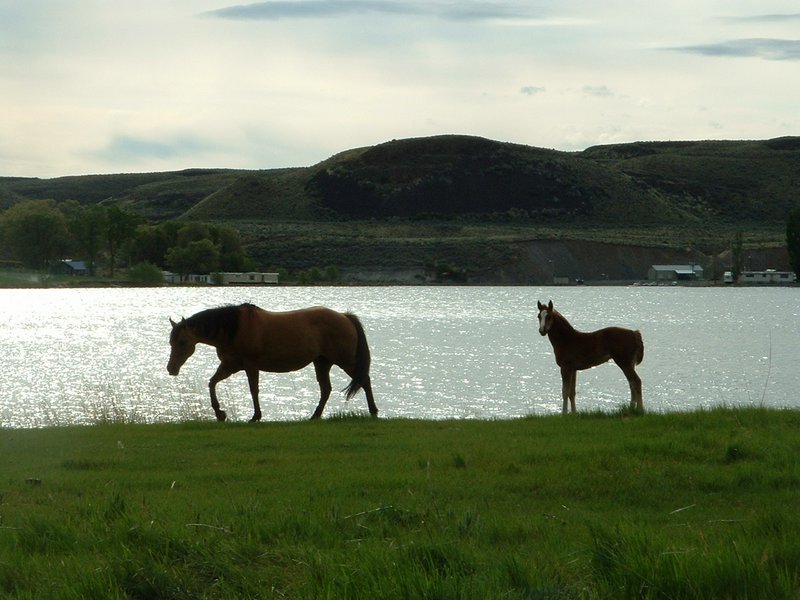 Jameson Lake Quarter HorsesPhoto Gallery