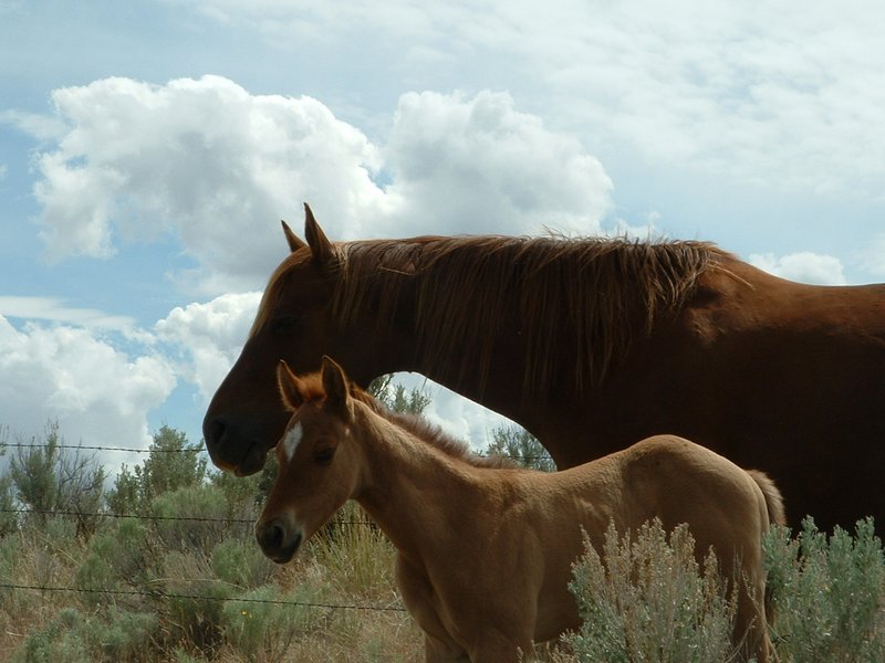 Jameson Lake Quarter HorsesPhoto Gallery