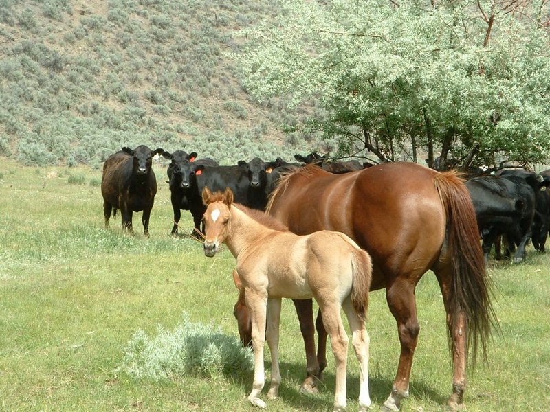 Jameson Lake Quarter HorsesPhoto Gallery