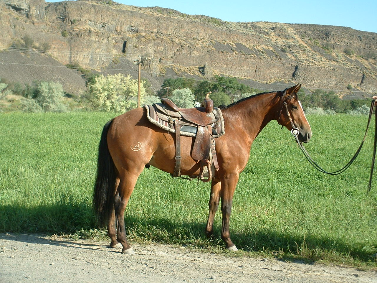 Jameson Lake Quarter HorsesHorses For Sale