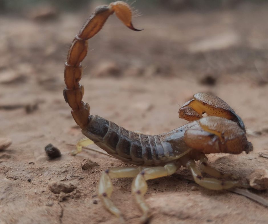 Learn All About Dangerous Scorpions James River Pest Solutions