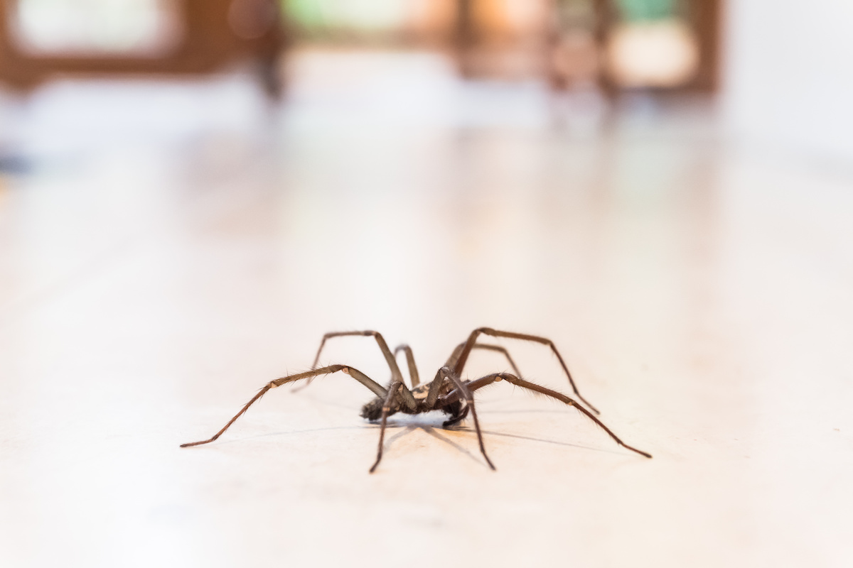 Spiders in Your Home? Here's How to Get Rid of Them James River Pest