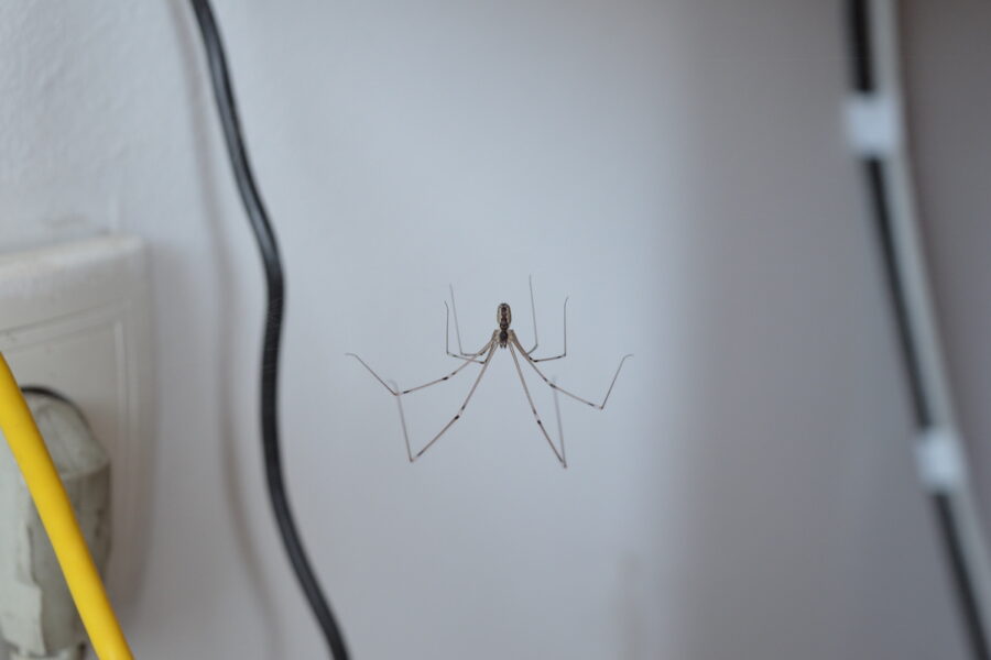 Spiders in Your Home? Here's How to Get Rid of Them James River Pest