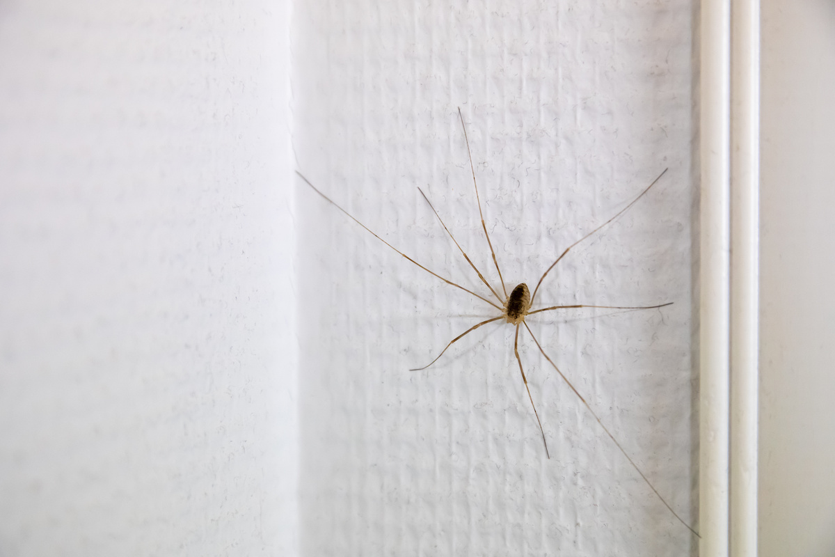 Spiders in Your Home? Here's How to Get Rid of Them James River Pest