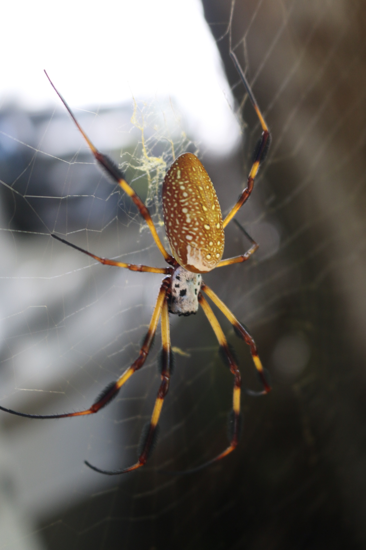 Common Spiders in Virginia James River Pest Solutions
