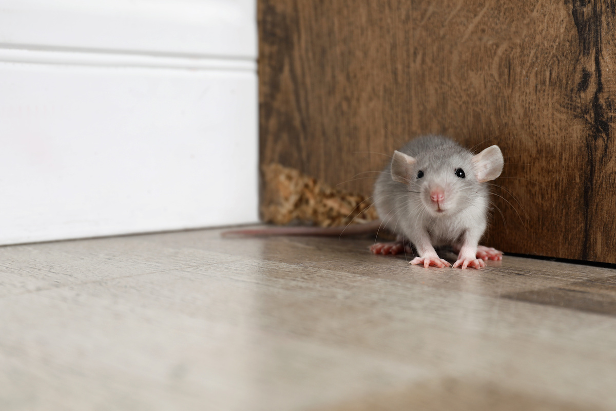 How to Get Rats and Mice Out of Your Home James River Pest Solutions