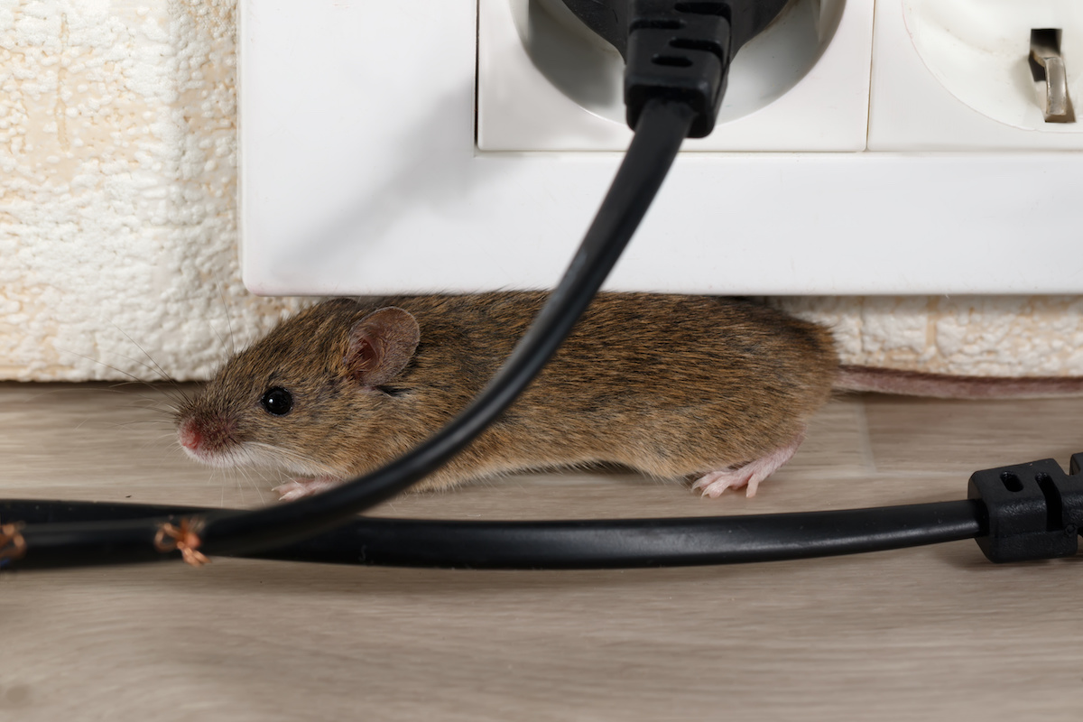 How to Get Rats and Mice Out of Your Home James River Pest Solutions