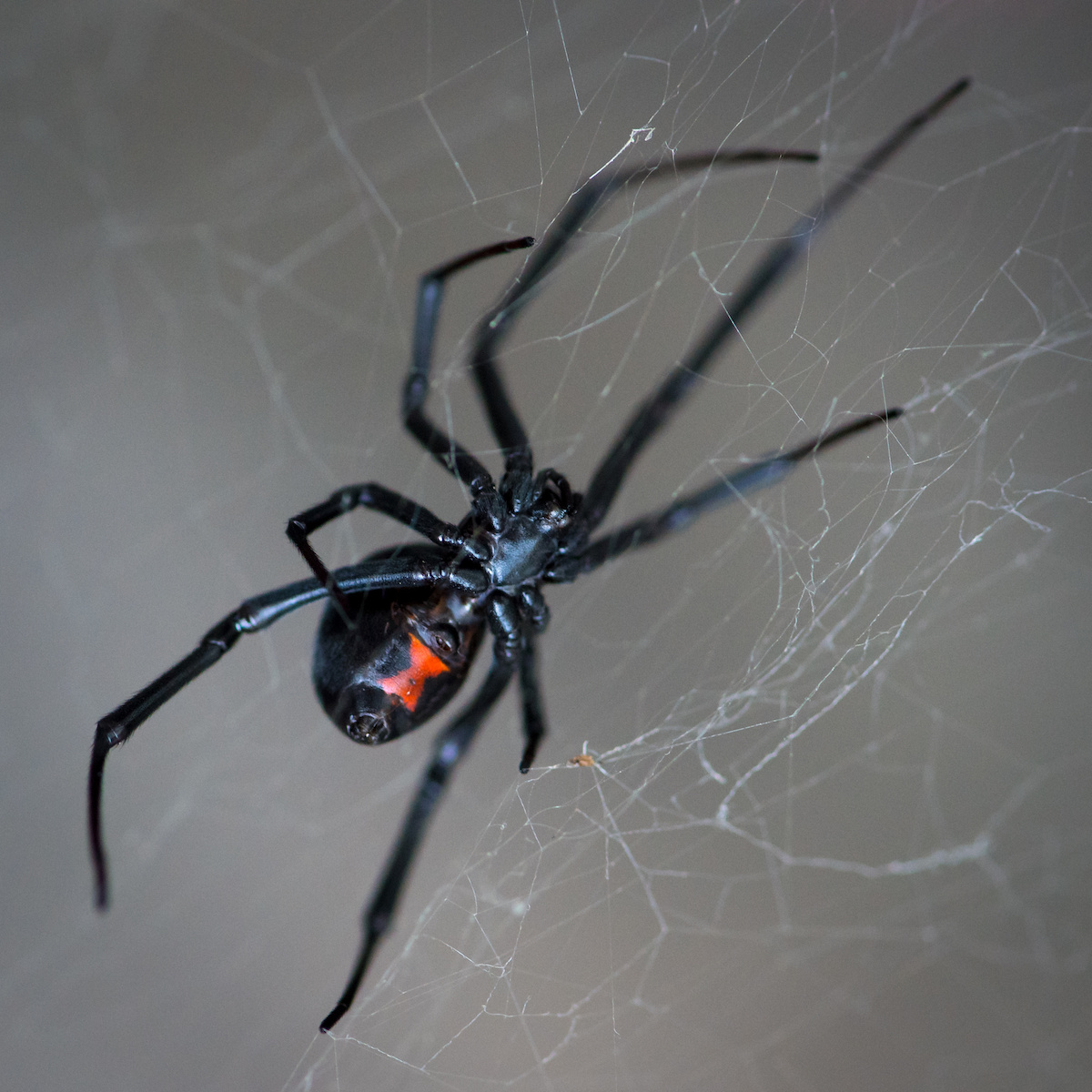 Common Spiders in Virginia James River Pest Solutions